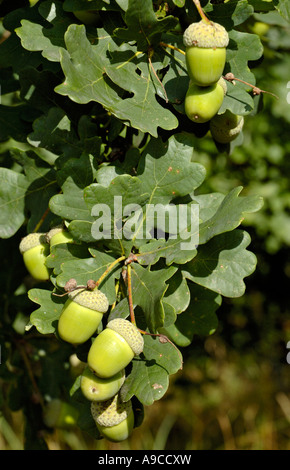 Cluster von Eicheln auf Englisch oder Pendunculate Eiche, Quercus Robur. Stockfoto