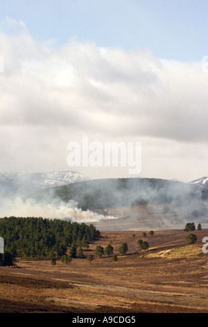 Muirburn, die kontrollierte Verbrennung von Heather ist notwendig, Lebensraum und Vogelarten auf der Schottischen Heidelandschaft zu schützen. Lochnagar, Schottland, Großbritannien Stockfoto