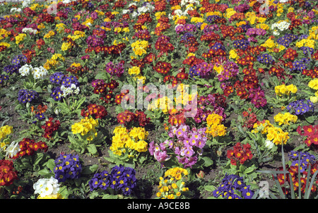 Blumen-Primeln Stockfoto