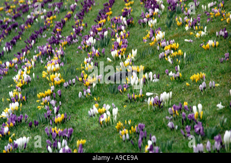 Annemonen Blumen im Feld mit Taube Stockfoto