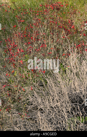 Wildblumen Chuparosa oder Geißblatt Justicia Californica bei Agua Caliente Anza Borrego Desert State Park in Kalifornien Stockfoto