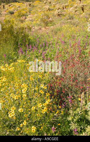 Agua Caliente Anza Borrego Desert State Park California Stockfoto