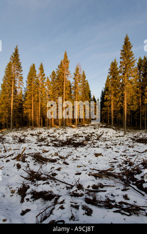 Klares Gebiet im finnischen Taiga-Wald bei Winter bei Sonnenuntergang in Finnland Stockfoto