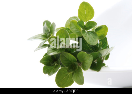 Oregano (Origanum Vulgare), Nahaufnahme Stockfoto