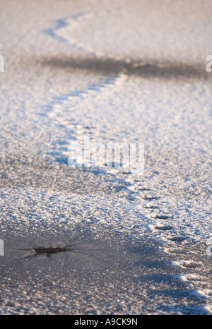 Katzenweg gefroren, um die Oberfläche des neuen Eises , Finnland Stockfoto