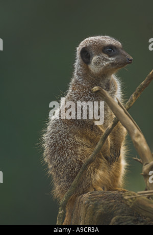 Erdmännchen mit Blick Stockfoto
