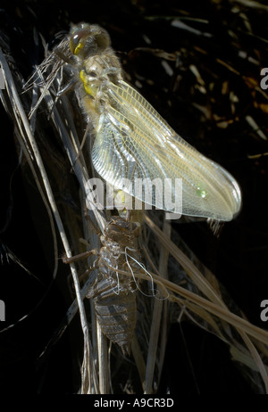 Nahaufnahme von Libelle aus Larven Haut Exuvia Stockfoto