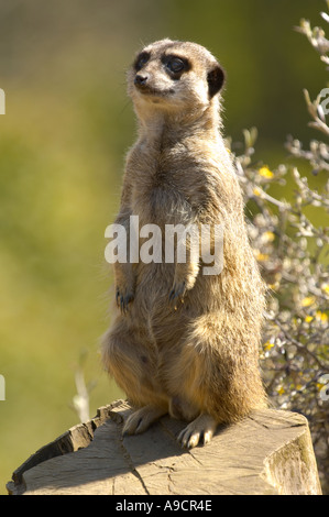 Erdmännchen (Suricata suricatta) auf seinen Hinterbeinen als der Rest der Gruppe Stockfoto