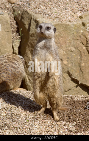 Erdmännchen (Suricata suricatta) auf seinen Hinterbeinen als der Rest der Gruppe Stockfoto