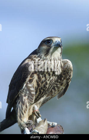 PEREGRINE SAKER FALCON CROSS Stockfoto