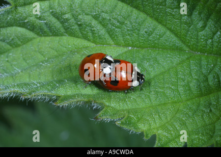 ZWEI-Punkt-Marienkäfer Adalia 2-Trommler Paarung SOMERSET ENGLAND Stockfoto