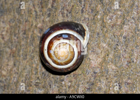 Weißlippen Schnecke Bänderschnecken hortensis Stockfoto