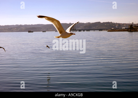 Möwen fliegen in der Bucht von La Coruña A Coruna La Coruña Corunha Galicien Atlantik Spanien España Iberia Europa Stockfoto