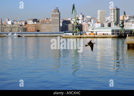 Möwen fliegen in der Bucht von La Coruña A Coruna La Coruña Corunha Galicien Atlantik Spanien España Iberia Europa Stockfoto