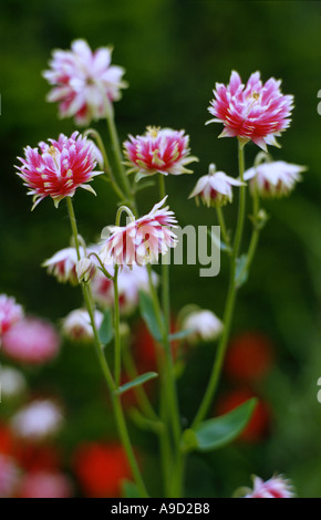 Aquilegia Vulgaris Nora Barlow Stockfoto