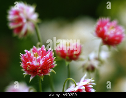 Aquilegia Vulgaris Nora Barlow Stockfoto