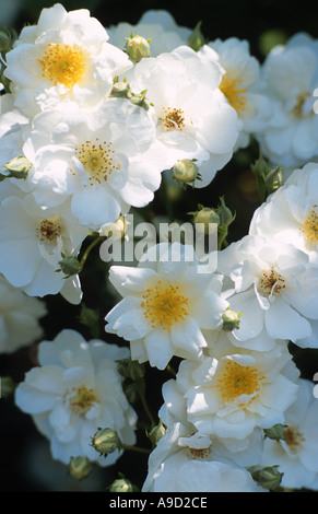 weiße Rosen mit gelber Mitte Stockfoto