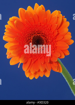 Orange Gerbera vor blauem Hintergrund Stockfoto