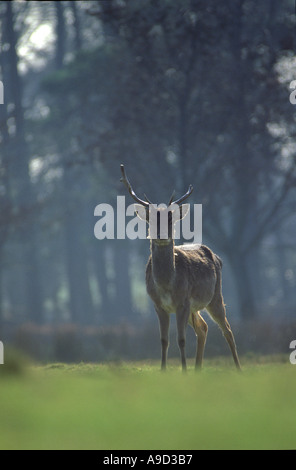 JUNGE rote Rotwild Hirsch, Cervus Elaphus in Margam Park, Port Talbot, South Wales, U.K Stockfoto