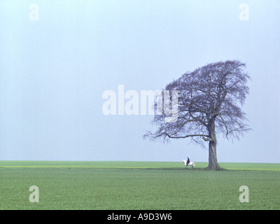 Einsamer Baum am Horizont gegen den blauen Himmel, Gloucestershire, Cotswolds, England, UK, Europa Stockfoto