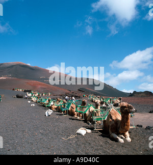 Kamel reitet im Nationalpark Timanfaya, Lanzarote, Kanarische Inseln, Spanien Stockfoto