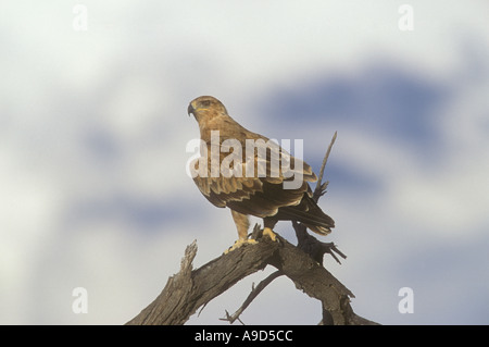 Steppe Mäusebussard Buteo Buteo vulpinus Stockfoto