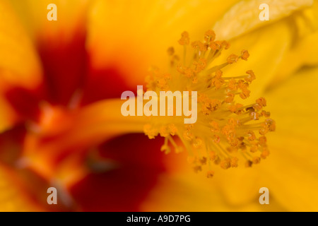 Nahaufnahme eines gelben Hibiskusblüte Stockfoto
