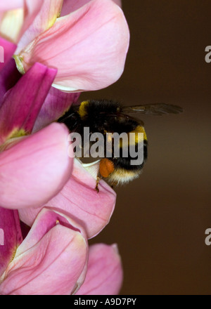 Weißschwanzbiene (Bombus lucorum), bestäubende rosa Lupinenblüte Stockfoto