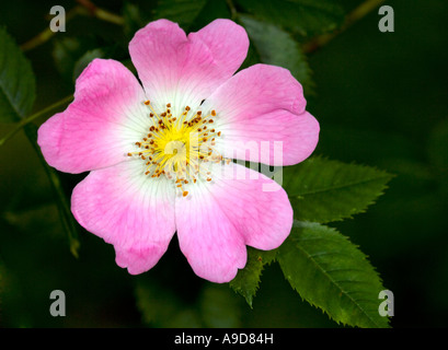 Eine Blume der Wilden Rose, auch bekannt als die Hundrose (Rosa canina) Stockfoto