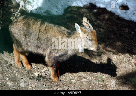 Goral grau Goral westlichen zum östlichen Himalaya Hindi Namen Ghoral lateinischen Nemorhaedus Goral Stockfoto