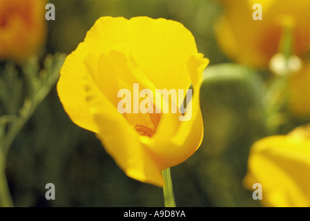 HMA77097 Nahaufnahme von einem leuchtend gelben Farbe wilde Blume Stockfoto