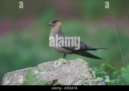 ARCTIC SKUA Stercorarius parasiticus Stockfoto