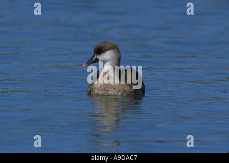ROTEN CRESTED TAFELENTEN Netta rufina Stockfoto