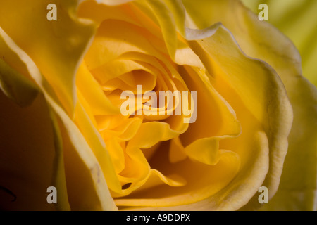 Nahaufnahme von der Innenseite der eine gelbe rose Stockfoto