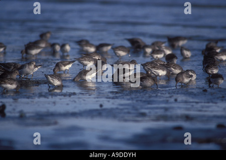 Surfbirds, westliche Sandpiper Fütterung im Wattenmeer der Kachemak Bay während Frühjahrszug, Halbinsel Kenai, Alaska Cook Inlet Stockfoto