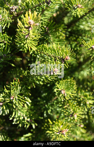 Douglasie Pseudotsuga menziesii Stockfoto