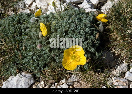 Papaver Rhaeticum wächst auf dem Gipfel des Mont Ventoux-Frankreichs Stockfoto