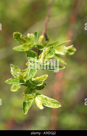 Gefleckte Weide Salix Integra "Hakuro Nishiki" Salicaceae Stockfoto
