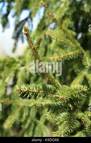 Gemeine Fichte "Aarburg" Picea abies Stockfoto