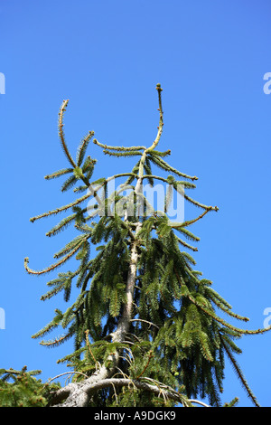 Gemeine Fichte "Aarburg" Picea abies Stockfoto