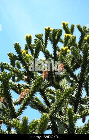 Monkey Puzzle Tree Araucaria araucana Stockfoto