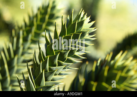 Monkey Puzzle Tree Araucaria araucana Stockfoto