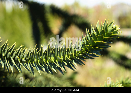 Monkey Puzzle Tree Araucaria araucana Stockfoto