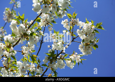 Mt. Fuji blühende Kirsche Prunus Serrulata Mount Fuji Stockfoto