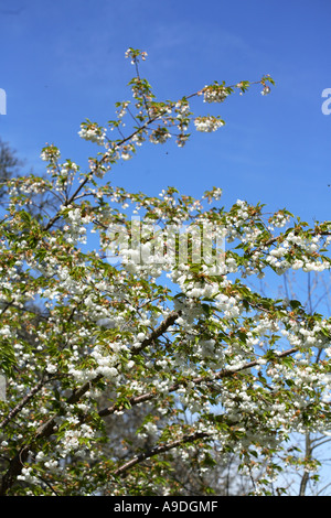 Mt. Fuji blühende Kirsche Prunus Serrulata Mount Fuji Stockfoto
