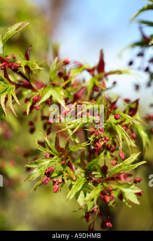 Japanischer Ahorn 'Sharps Pygmy'-Acer palmatum Stockfoto