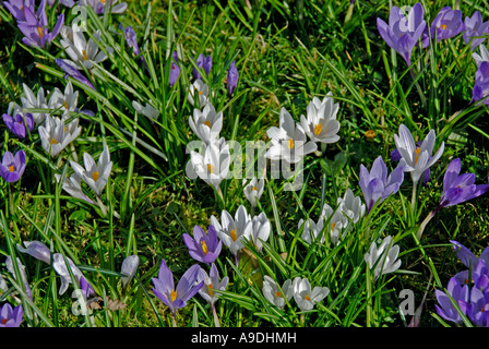 Blaue und weiße Krokusblüten. Kirche von St. Johannes Evangelist, Waberthwaite. Nationalpark Lake District, Cumbria, England. Stockfoto