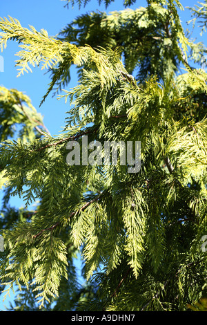 Westliche rote Zeder 'Zebrina' Thuja plicata Stockfoto