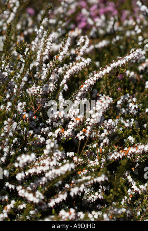 Darley Dale Heath 'Mittelmeer weiß' Erica darleyensis Stockfoto