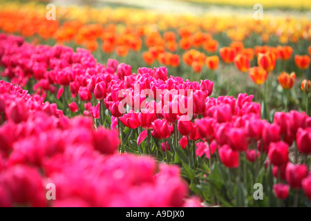 Reihen von bunten Tulpen Stockfoto